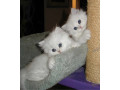 cacaruya-elegant-persian-kittens-small-0
