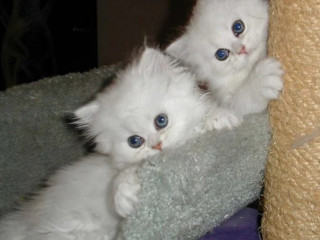 cacaruya-elegant-persian-kittens