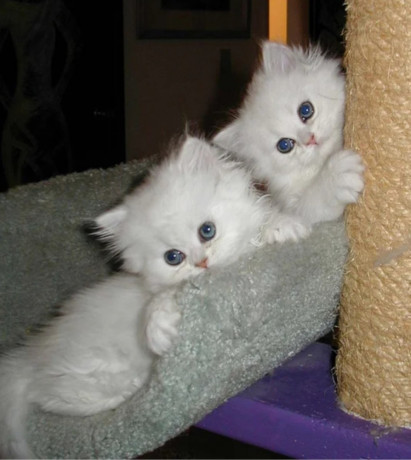 cacaruya-elegant-persian-kittens-big-0