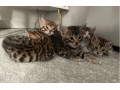 beautiful-bengal-kittens-for-sale-small-0