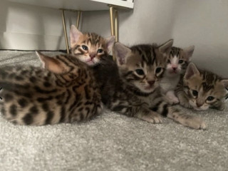 beautiful-bengal-kittens-for-sale