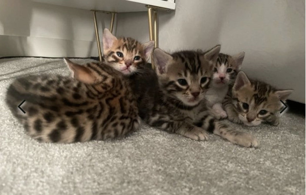 beautiful-bengal-kittens-for-sale-big-0