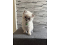 pure-ragdoll-kitten-ready-now-small-0