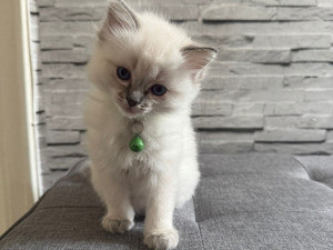 pure-ragdoll-kitten-ready-now