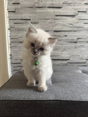 pure-ragdoll-kitten-ready-now-big-0