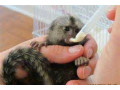 marmoset-monkeys-available-now-small-0