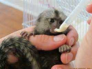 marmoset-monkeys-available-now