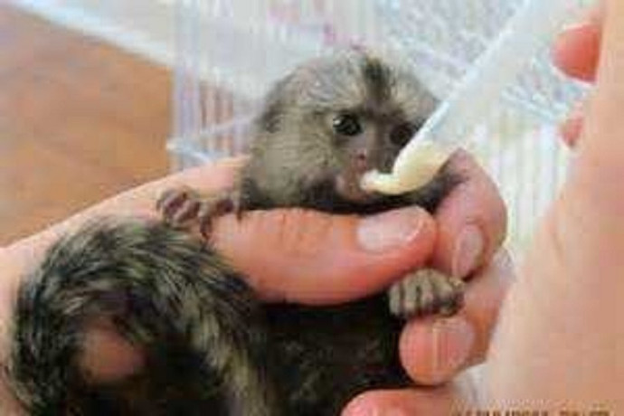 marmoset-monkeys-available-now-big-0