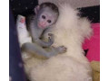 adorable-capuchin-monkey-small-0