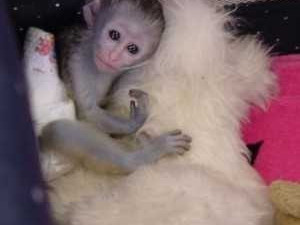 adorable-capuchin-monkey