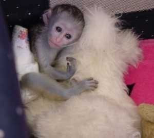 adorable-capuchin-monkey-big-0