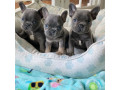 french-bulldog-puppies-for-sale-whatsapp-me-at-44-7453-907158-small-0