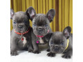 french-bulldog-puppies-for-sale-whatsapp-me-at-44-7453-907158-small-1