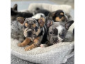 french-bulldog-puppies-for-sale-whatsapp-me-at-44-7453-907158-small-2