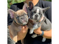 french-bulldog-puppies-for-sale-whatsapp-me-at-44-7453-907158-small-3