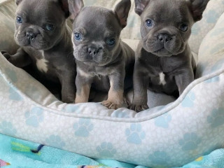 french-bulldog-puppies-for-sale-whatsapp-me-at-44-7453-907158