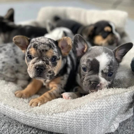 french-bulldog-puppies-for-sale-whatsapp-me-at-44-7453-907158-big-2