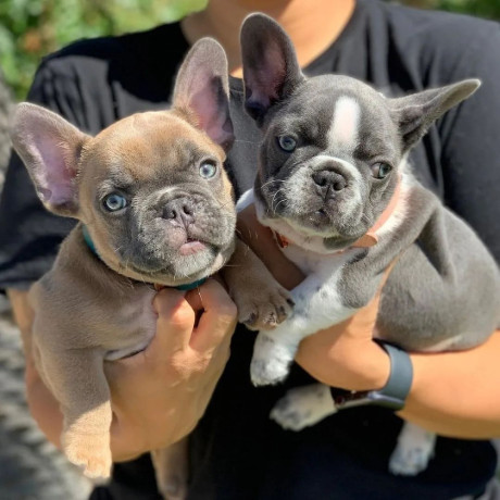 french-bulldog-puppies-for-sale-whatsapp-me-at-44-7453-907158-big-3