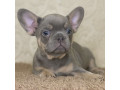 french-bulldog-puppies-for-sale-whatsapp-me-at-44-7453-907158-small-4
