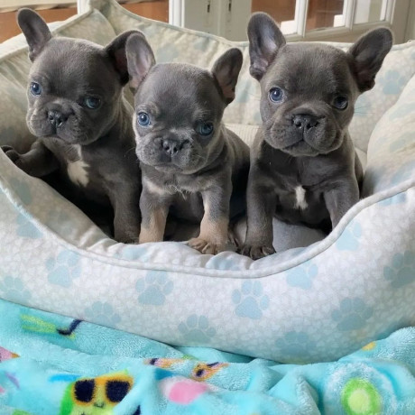 french-bulldog-puppies-for-sale-whatsapp-me-at-44-7453-907158-big-0