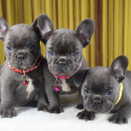french-bulldog-puppies-for-sale-whatsapp-me-at-44-7453-907158-big-1