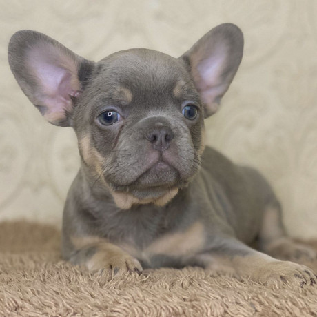 french-bulldog-puppies-for-sale-whatsapp-me-at-44-7453-907158-big-4