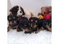 adorable-yorkie-puppies-for-salewhatsapp-me-at-44-7453-907158-small-0