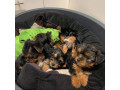 adorable-yorkie-puppies-for-salewhatsapp-me-at-44-7453-907158-small-2