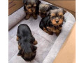 adorable-yorkie-puppies-for-salewhatsapp-me-at-44-7453-907158-small-3