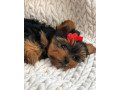 adorable-yorkie-puppies-for-salewhatsapp-me-at-44-7453-907158-small-4