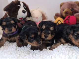 adorable-yorkie-puppies-for-salewhatsapp-me-at-44-7453-907158