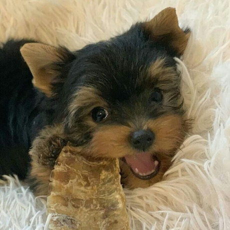 adorable-yorkie-puppies-for-salewhatsapp-me-at-44-7453-907158-big-1