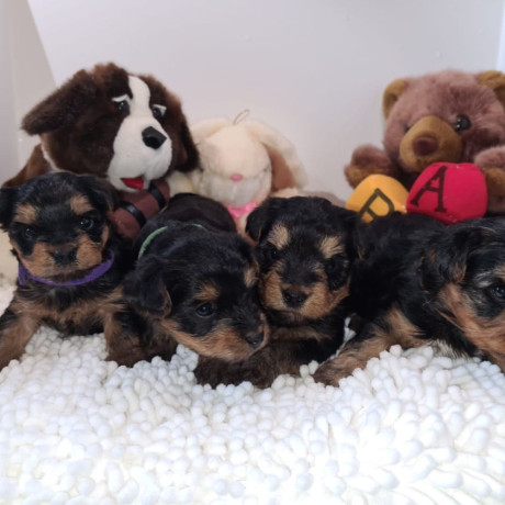 adorable-yorkie-puppies-for-salewhatsapp-me-at-44-7453-907158-big-0