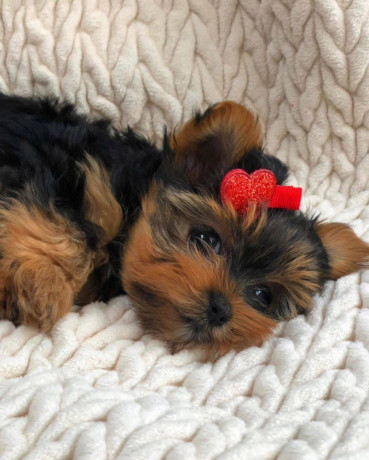 adorable-yorkie-puppies-for-salewhatsapp-me-at-44-7453-907158-big-4