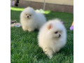 pomeranian-puppieswhatsapp-me-at-44-7453-907158-small-0
