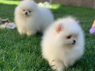 pomeranian-puppieswhatsapp-me-at-44-7453-907158
