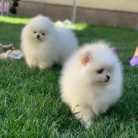 pomeranian-puppieswhatsapp-me-at-44-7453-907158-big-0