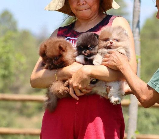 pomeranian-puppieswhatsapp-me-at-44-7453-907158-big-1