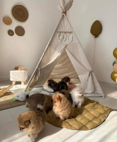 pomeranian-puppieswhatsapp-me-at-44-7453-907158-big-2