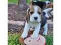 lovely-tricolor-beagle-puppieswhatsapp-me-at-44-7453-907158-small-3