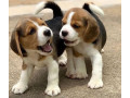 lovely-tricolor-beagle-puppieswhatsapp-me-at-44-7453-907158-small-2