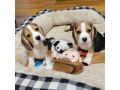 lovely-tricolor-beagle-puppieswhatsapp-me-at-44-7453-907158-small-1
