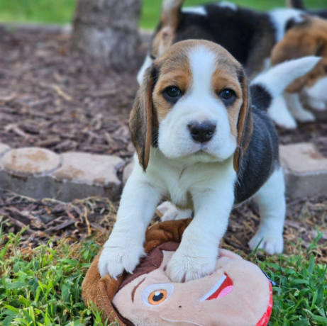 lovely-tricolor-beagle-puppieswhatsapp-me-at-44-7453-907158-big-3