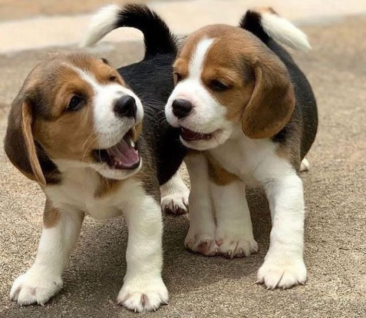 lovely-tricolor-beagle-puppieswhatsapp-me-at-44-7453-907158-big-2