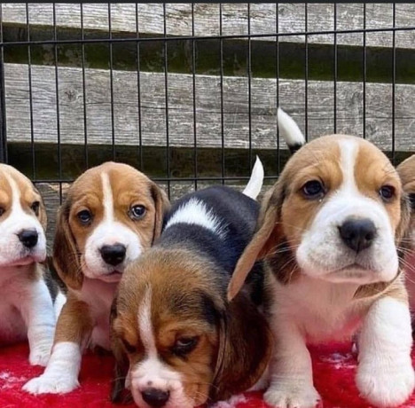 lovely-tricolor-beagle-puppieswhatsapp-me-at-44-7453-907158-big-0