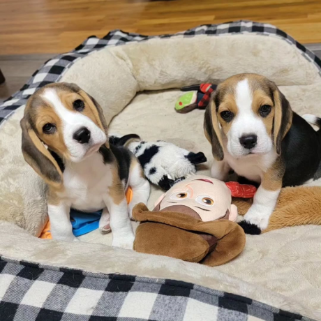 lovely-tricolor-beagle-puppieswhatsapp-me-at-44-7453-907158-big-1