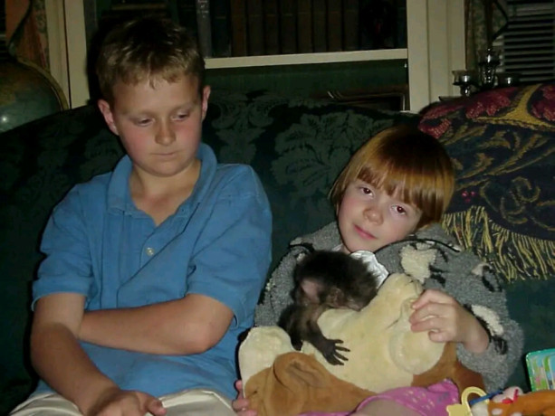 pygmy-marmoset-and-capuchin-monkeyswhatsapp-me-at-44-7453-907158-big-1