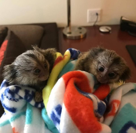 pygmy-marmoset-and-capuchin-monkeyswhatsapp-me-at-44-7453-907158-big-3