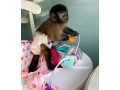 google-approved-diaper-trained-capuchin-marmoset-monkey-whatsapp-me-at-44-7453-907158-small-0