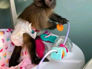 google-approved-diaper-trained-capuchin-marmoset-monkey-whatsapp-me-at-44-7453-907158